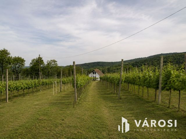 Bordeaux-i hangulatú szőlőbirtok eladó Kőszegen