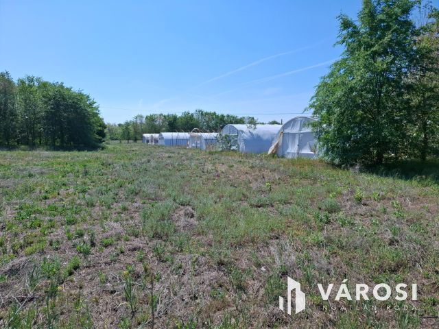 Baromfi telep 3,5 hektár területtel és sok lehetőséggel